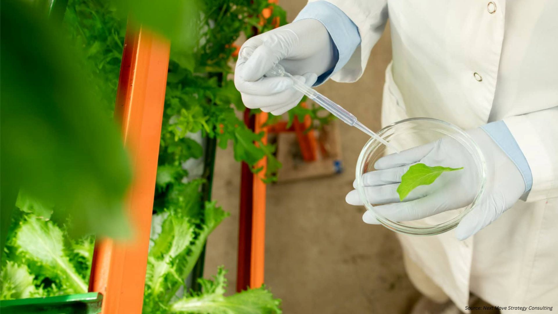 Can Plant-Based Protein Crops Redefine the Future of Animal-Free Dairy?
