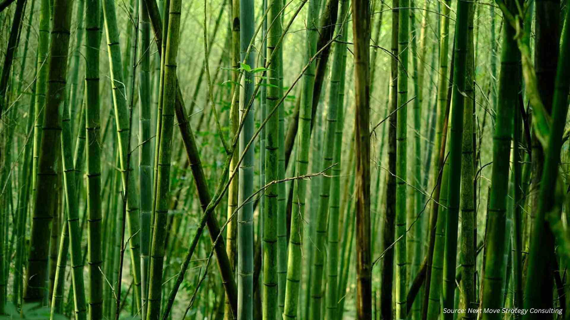 7 Powerful Bamboo Market Trends Reshaping Global I...