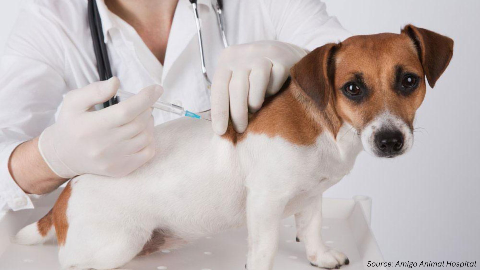 Animal Vaccines Market: TB, New Registrations & RNA Platforms