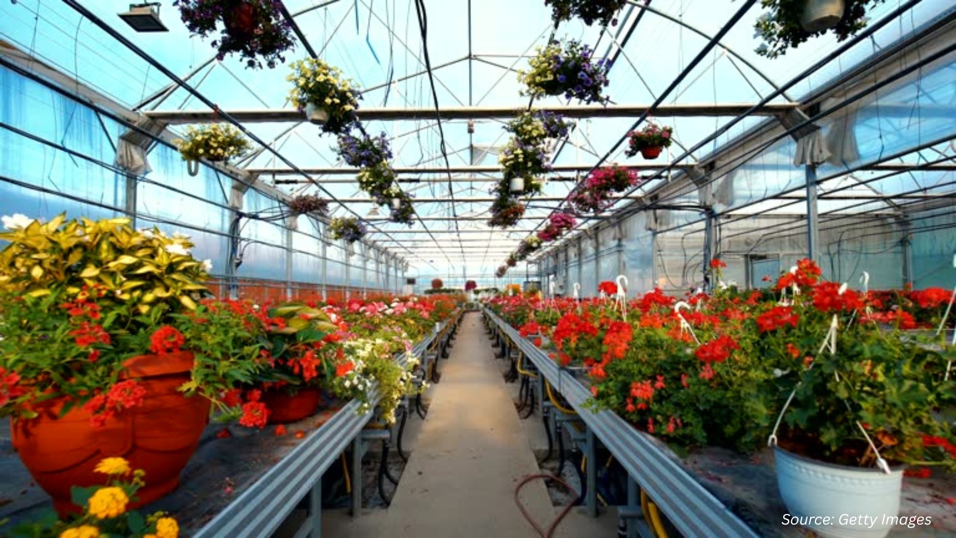Tech Breakthroughs Transform Commercial Greenhouse Market