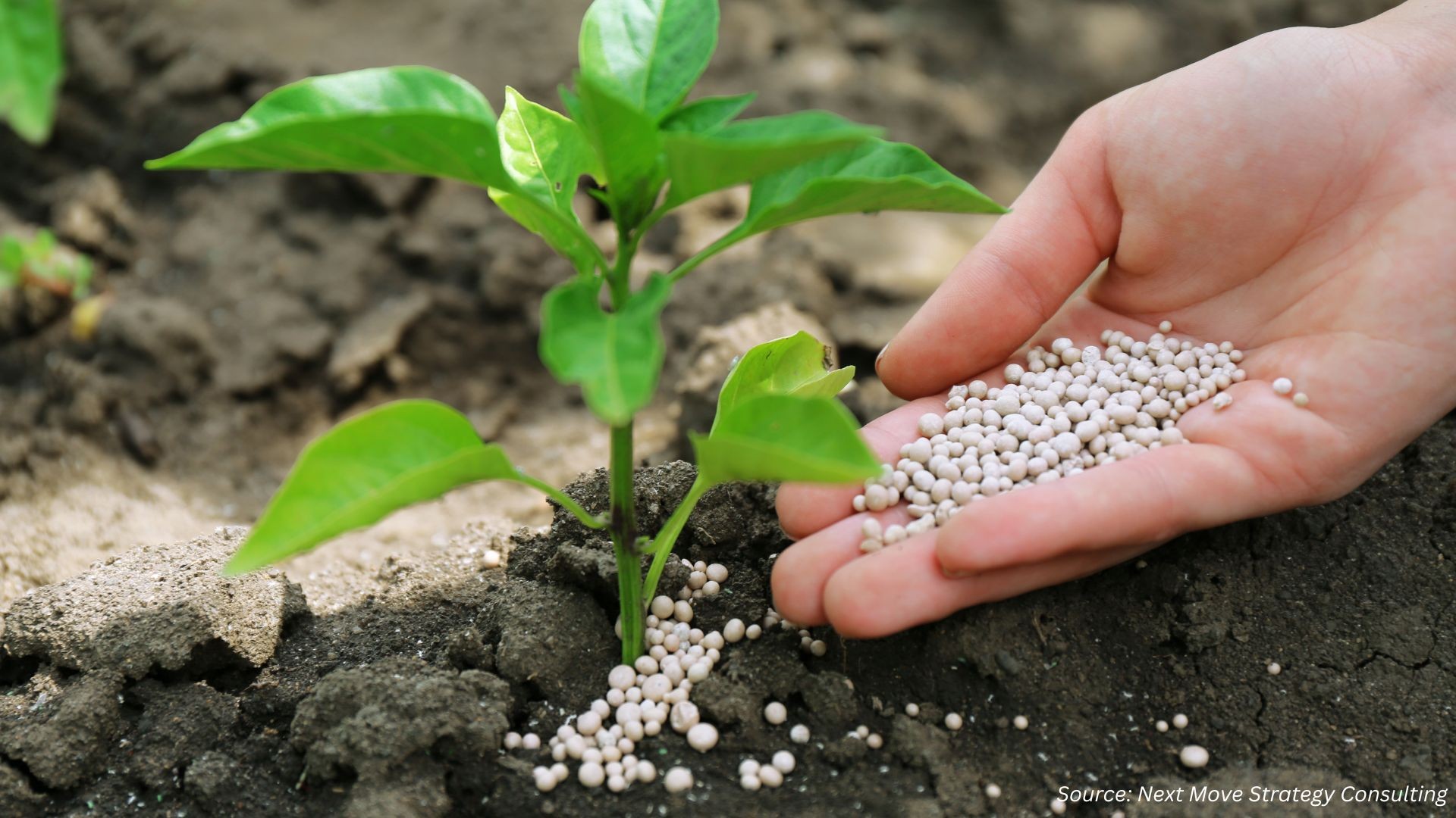 Fertilizer Additives Market: How Are Innovations a...