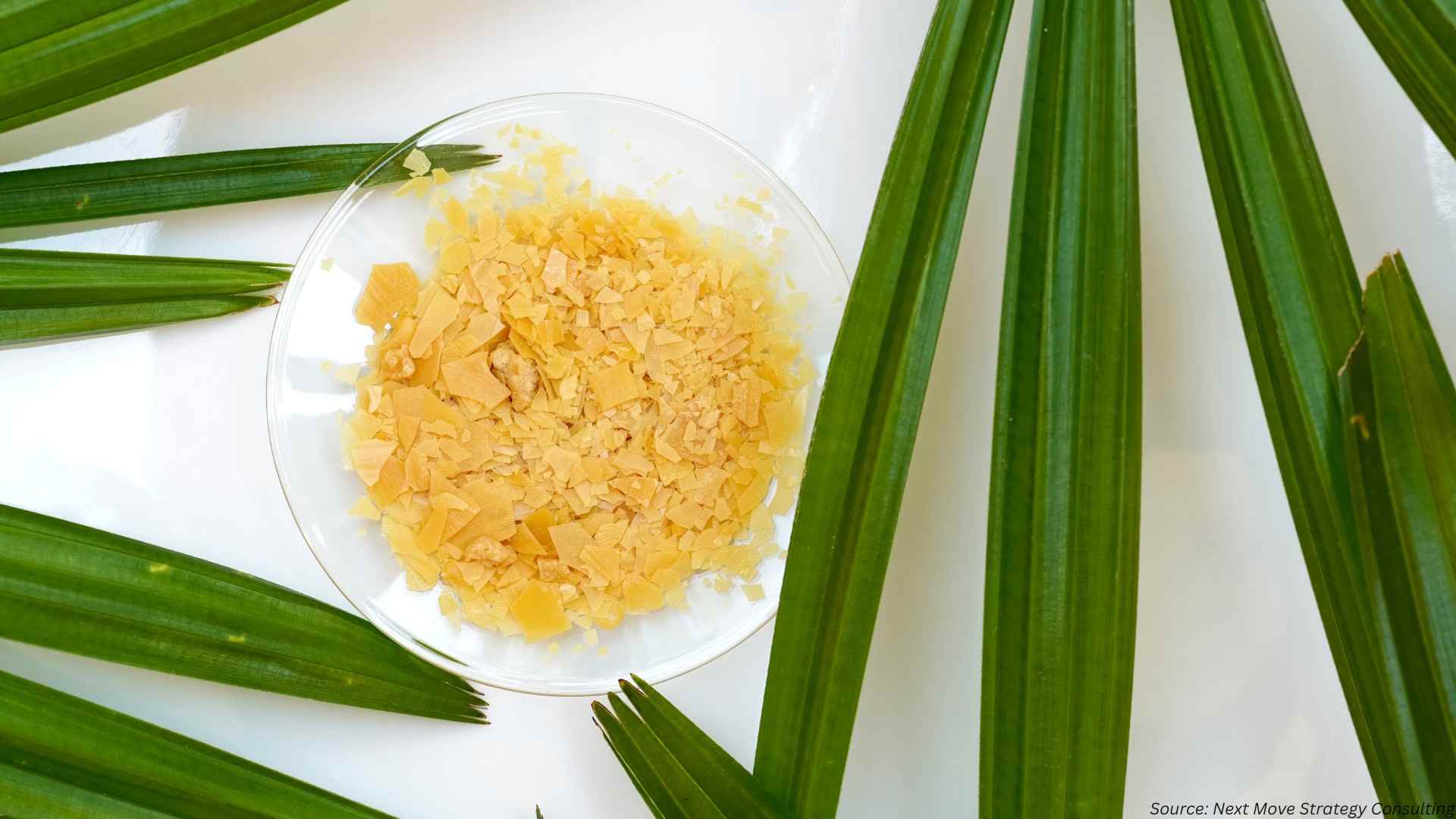 Is Carnauba Wax Losing Its Shine? The 2025 Market Shift
