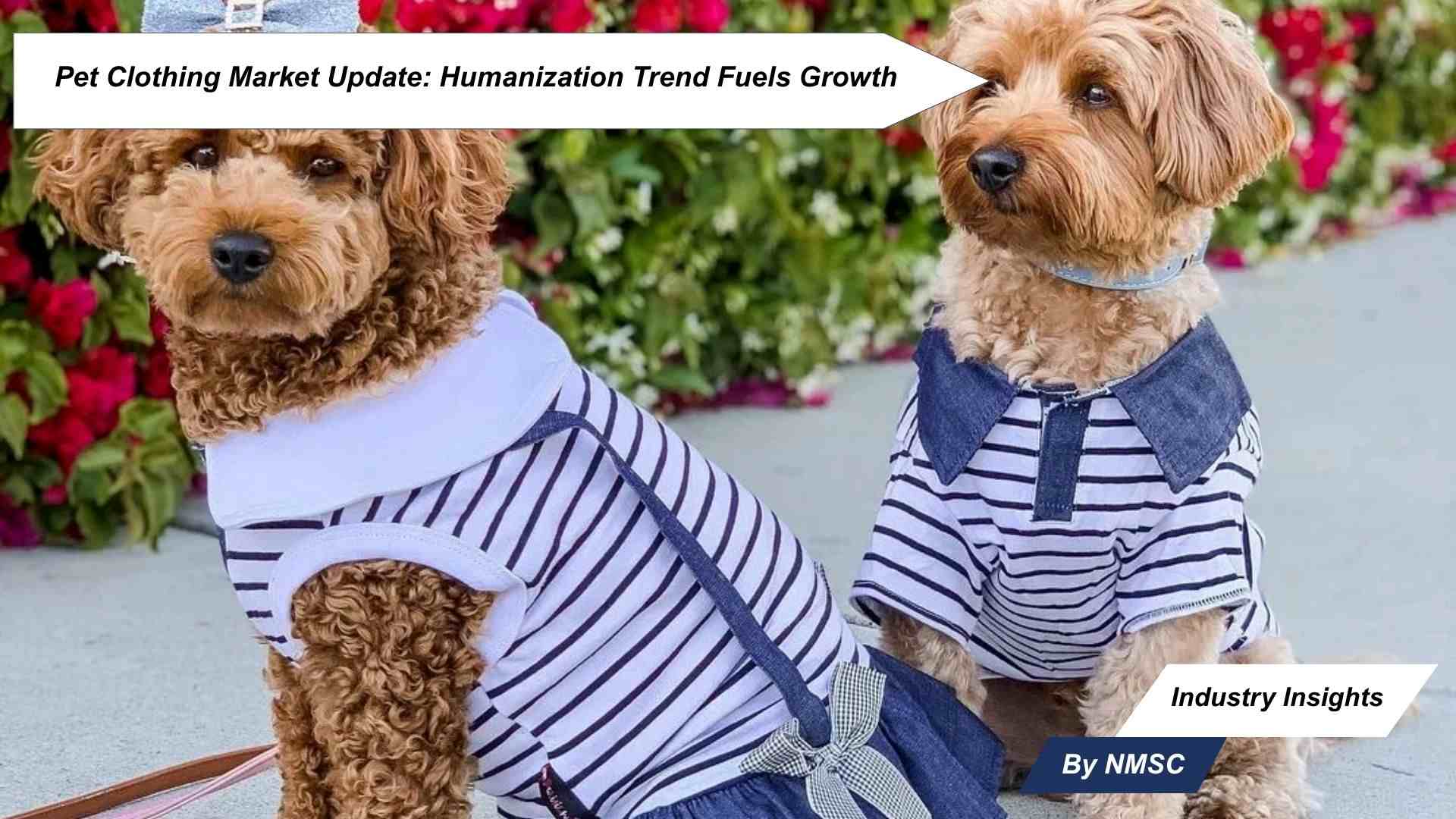 Pet Clothing Market Update: Humanization Trend Fuels Growth