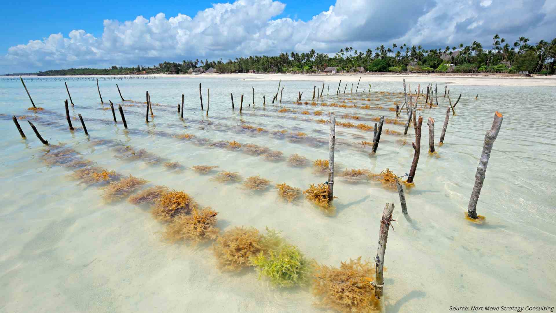 Riding the Wave: Global Surge in Commercial Seaweed Farming