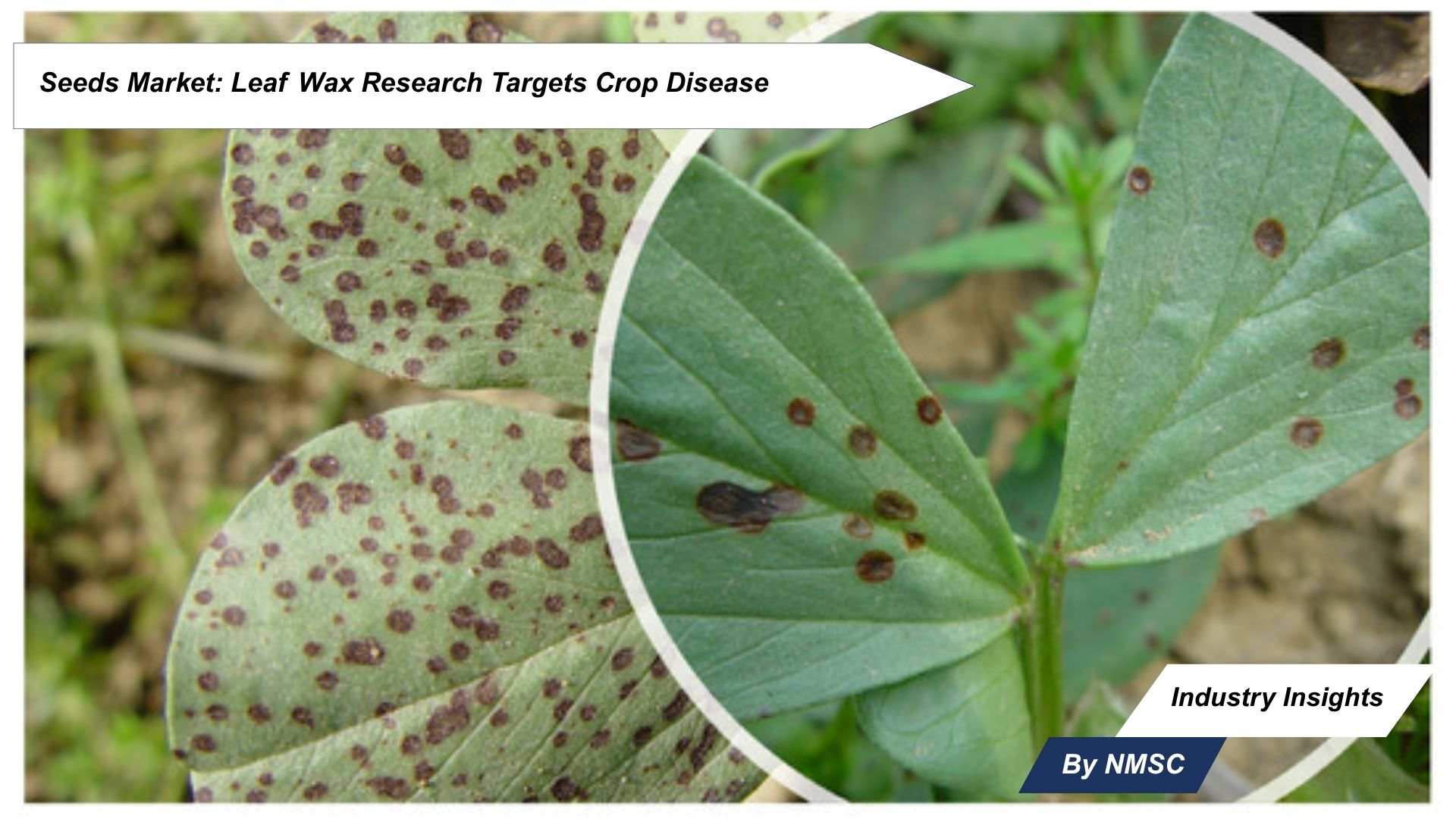 Seeds Market: Leaf Wax Research Targets Crop Disease