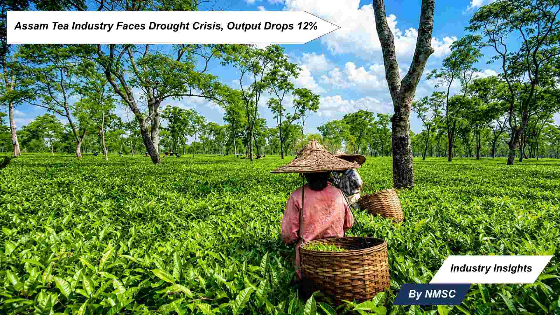 Assam Tea Industry Faces Drought Crisis, Output Drops 12%
