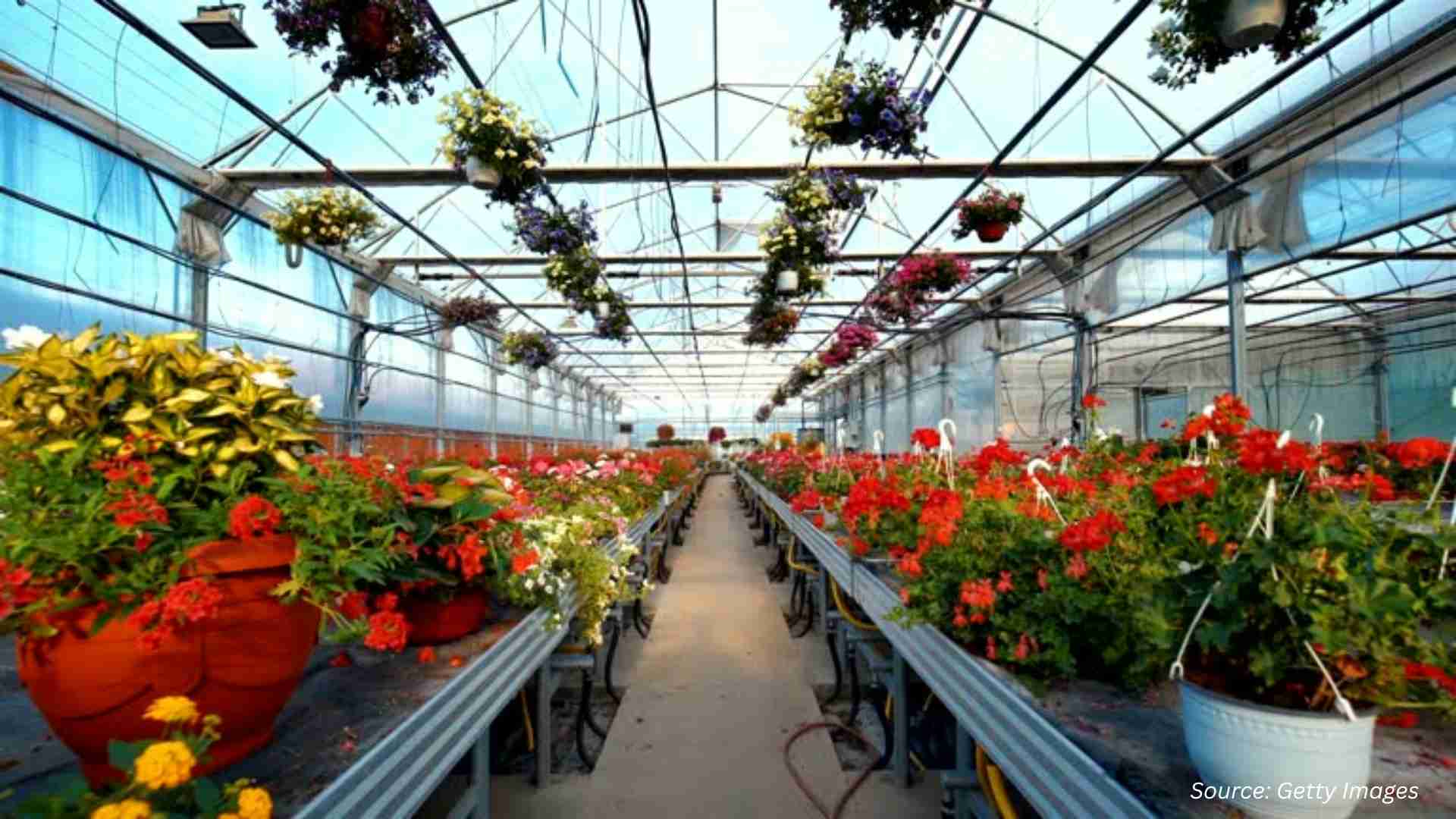 Tech Breakthroughs Transform Commercial Greenhouse Market