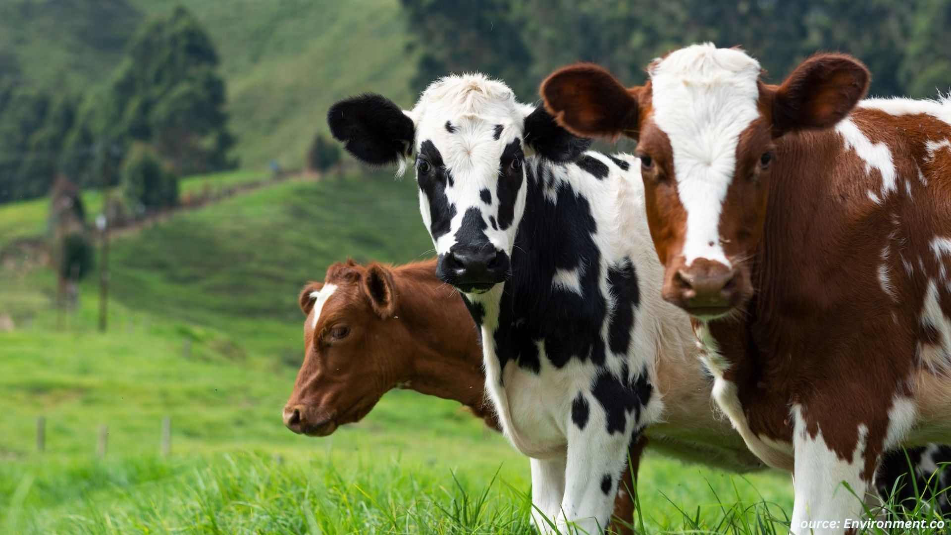 UK Policy, Parasite Control and Wales’ Sustainable Farming Scheme, What it Means for the Veterinary Market