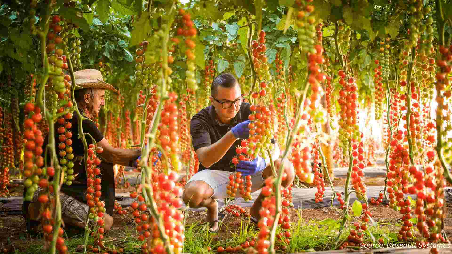 Vertical Farming Market: Agroz IPO and the Future of Sustainable Food Systems