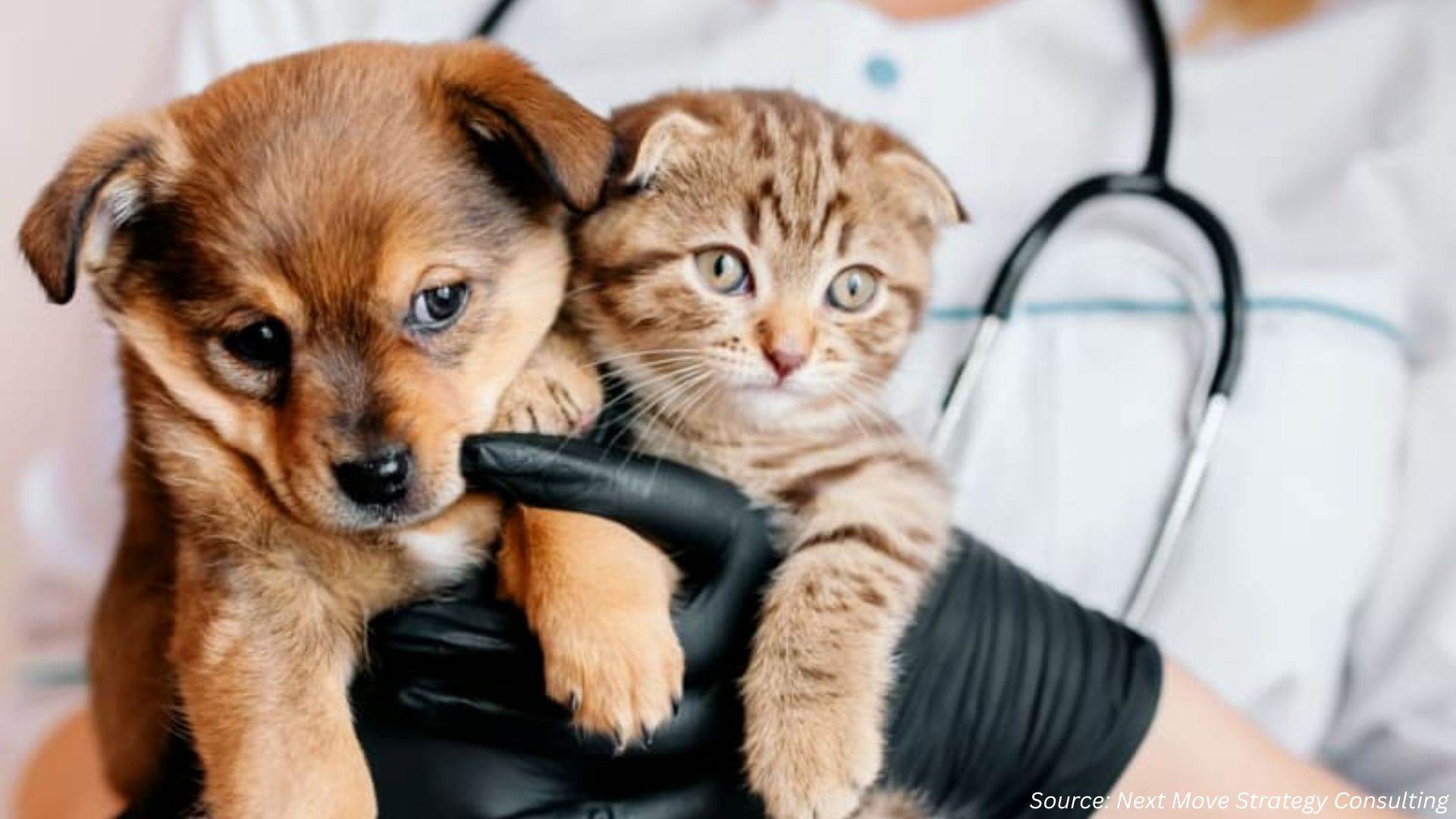 Veterinary Care Today: Access, Shortages, and Real-World Challenges