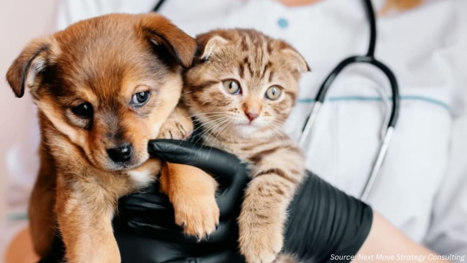 Veterinary Care Today: Access, Shortages, and Real-World Challenges