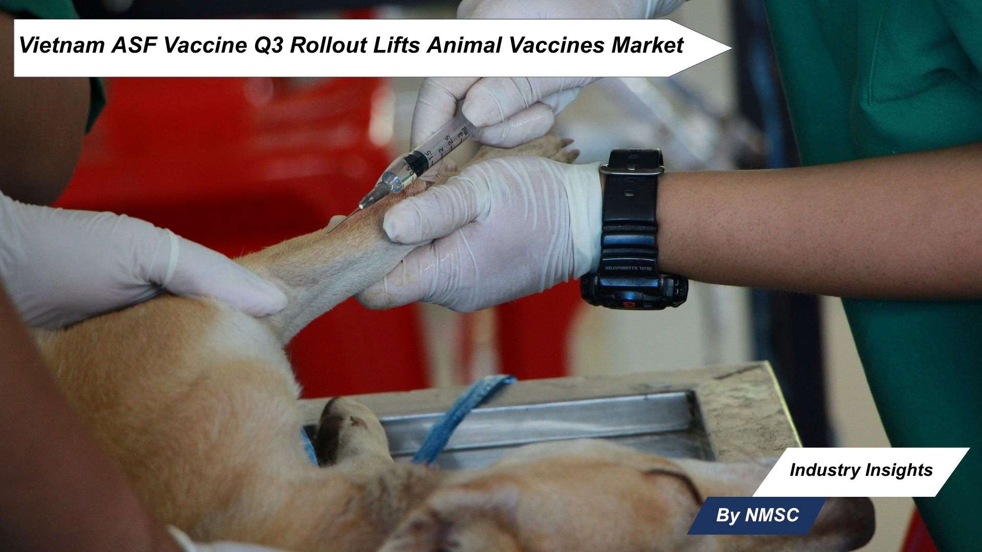 Vietnam ASF Vaccine Q3 Rollout Lifts Animal Vaccines Market