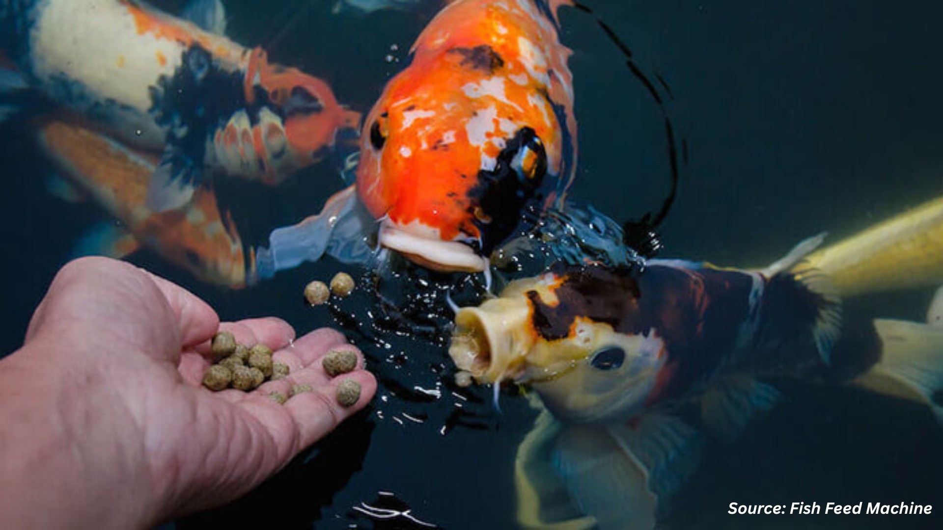 Aquafeed Industry Advances with Sustainable Innovations