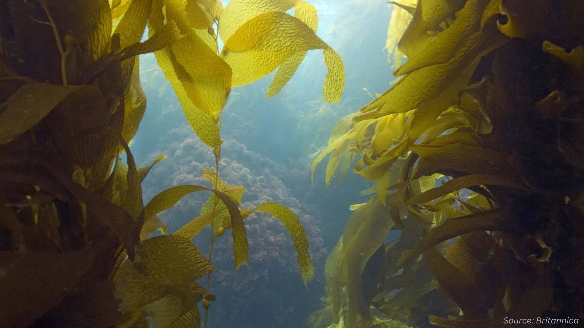 What Is Driving the Growth of the Commercial Seaweed Market?