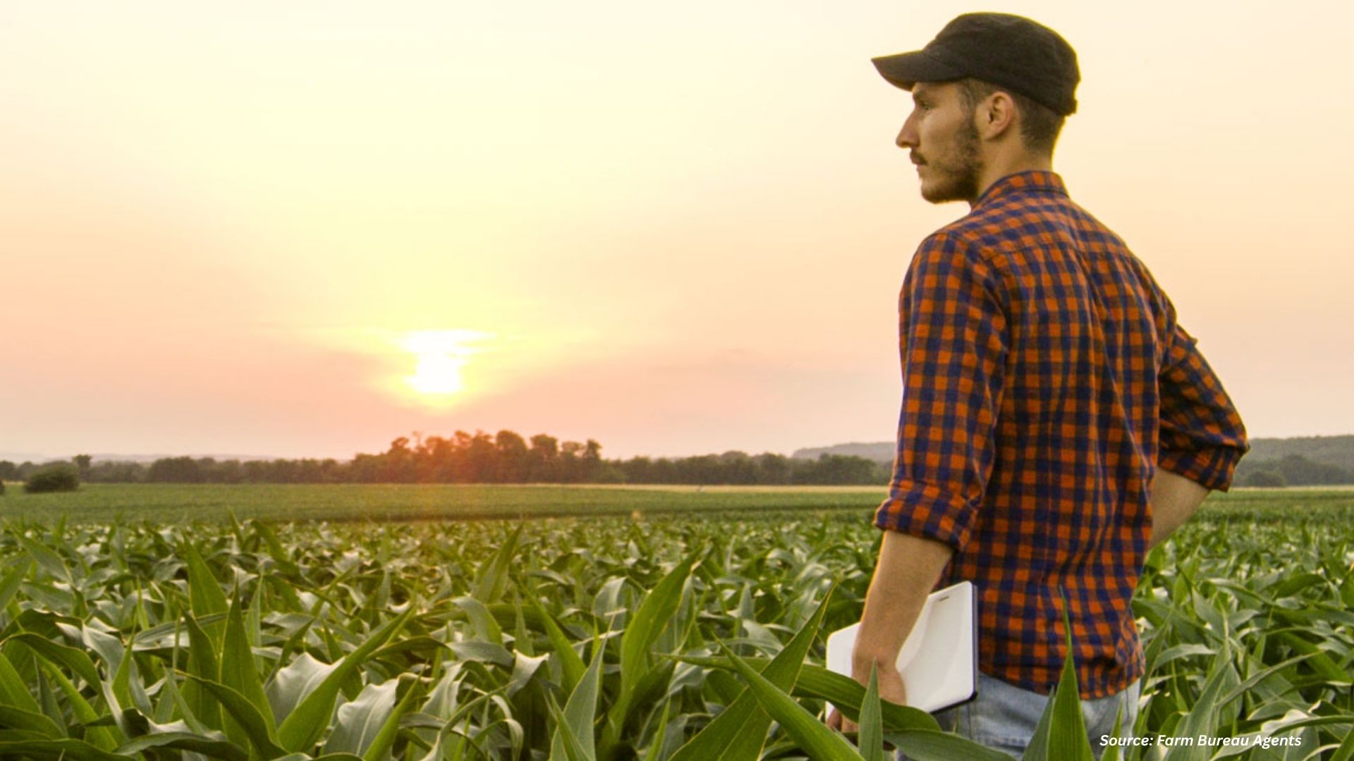 How Crop Insurance Helps Farmers Manage Risks
