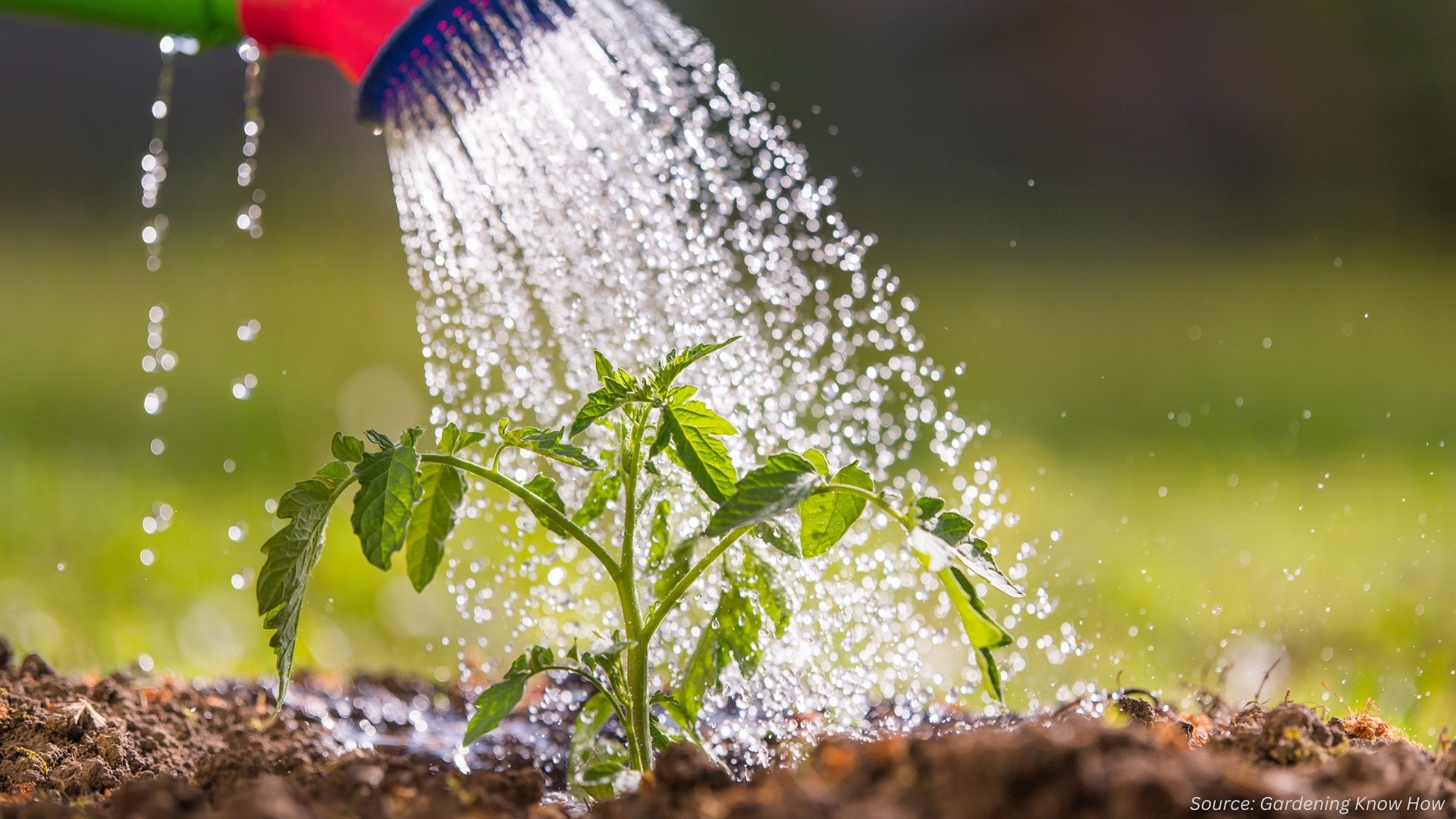 Liquid Fertilizer: Why Is It Trending Now?