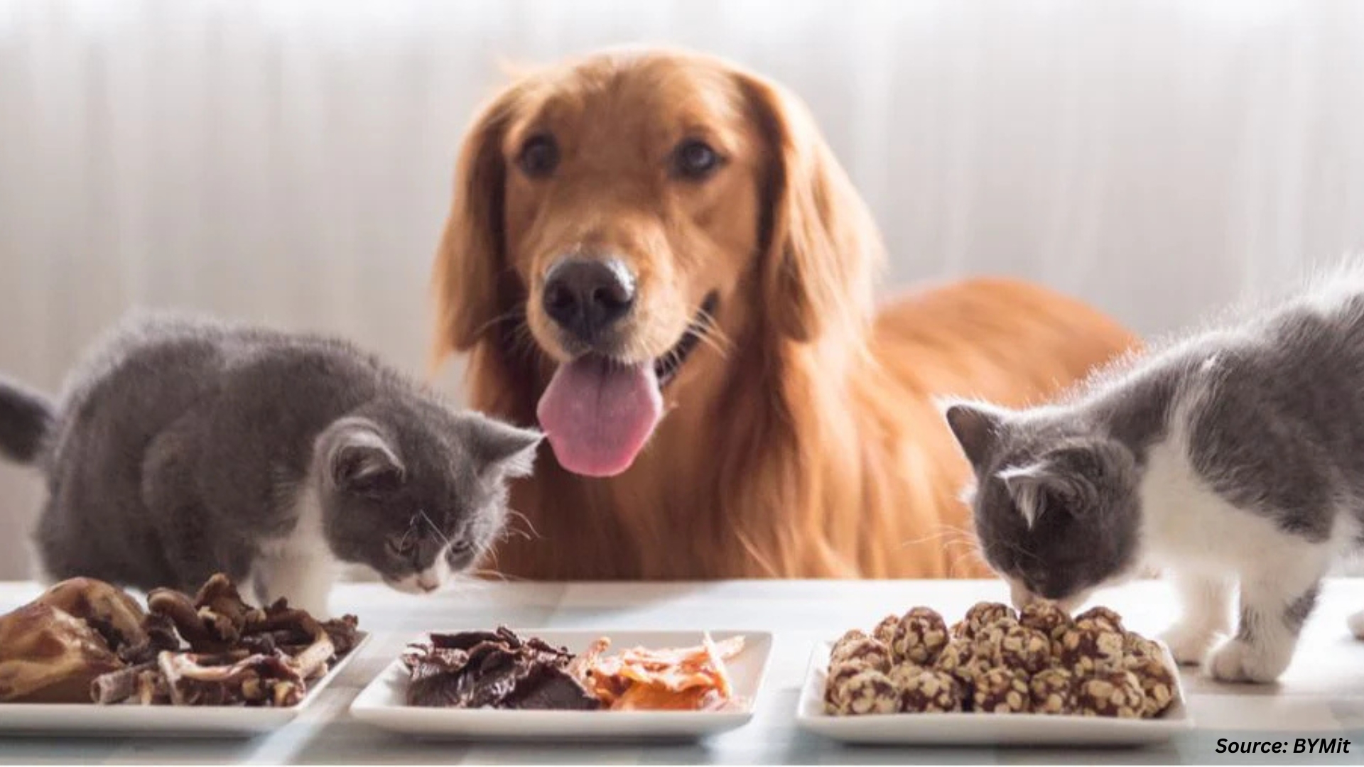 Global Trends Shaping the Pet Food Ingredient Market