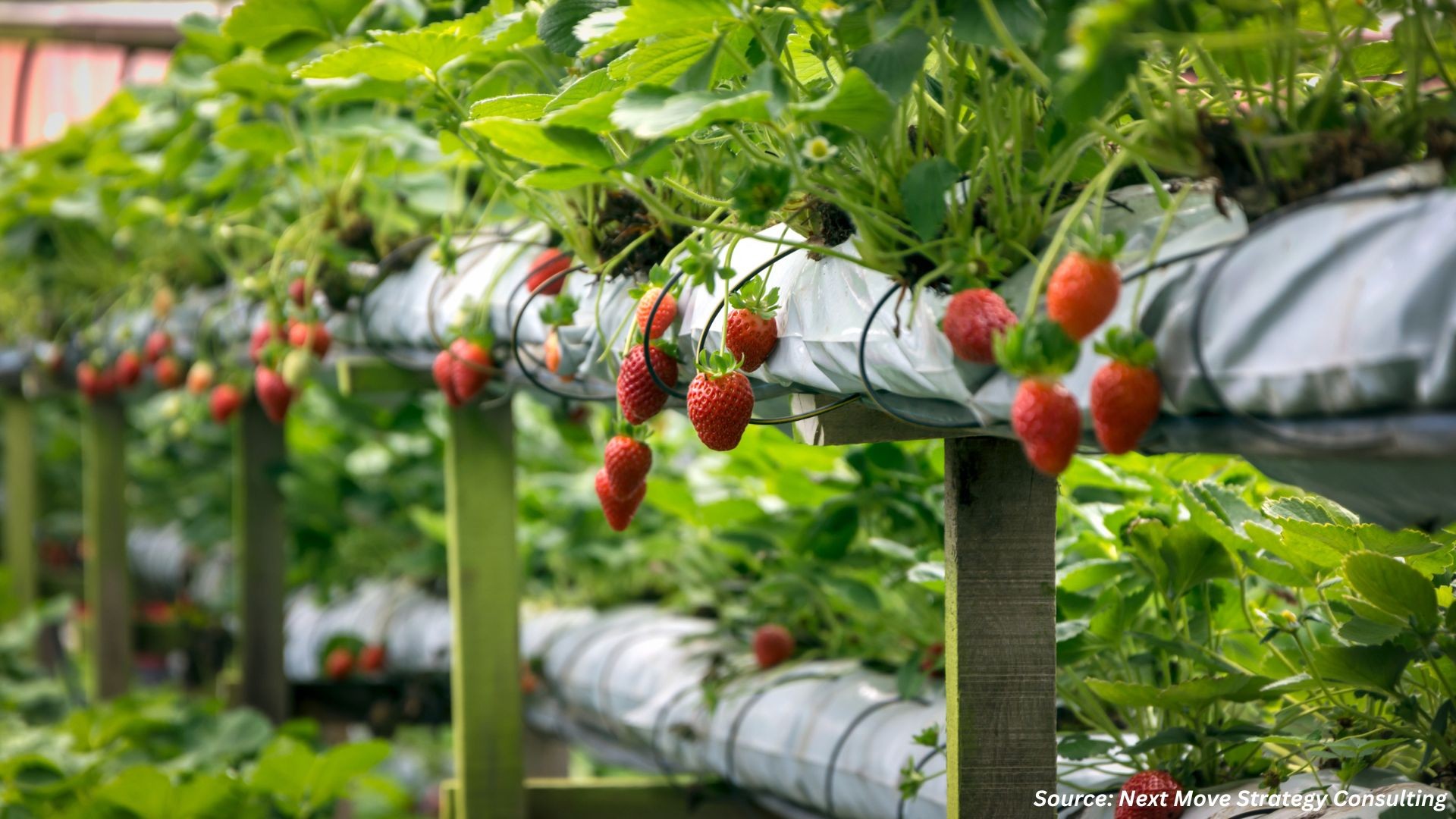 Vertical Farming Innovations and Industry Insights