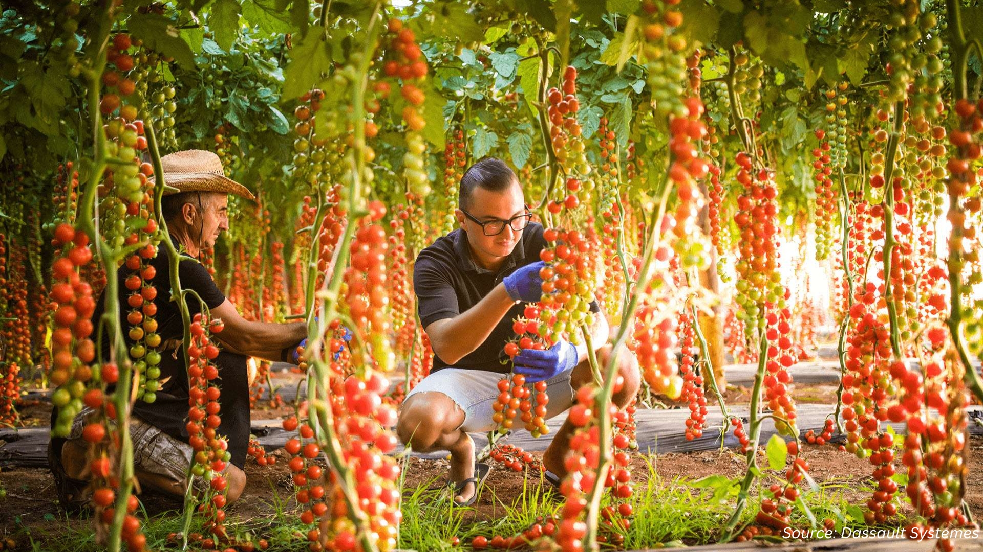 Vertical Farming Market: Agroz IPO and the Future of Sustainable Food Systems