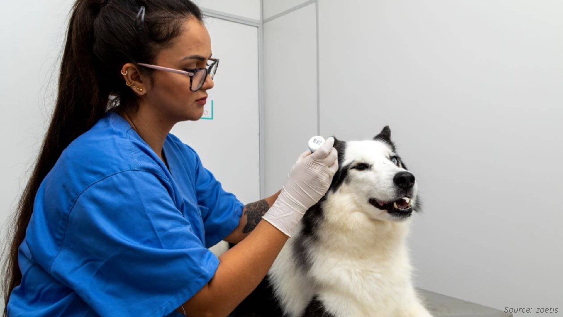 Veterinary Market Poised for Growth Amid Technological Innovation